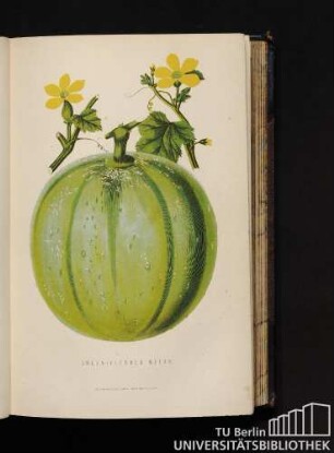 Green-Fleshed Melon.