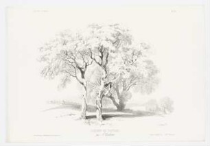 Baumstudie, Blatt 57 der Folge "Zeichenunterricht im Hinblick auf die Landschaft"