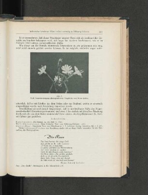 Nach Sonnenuntergang photographierte Trugdolde von Silene italica