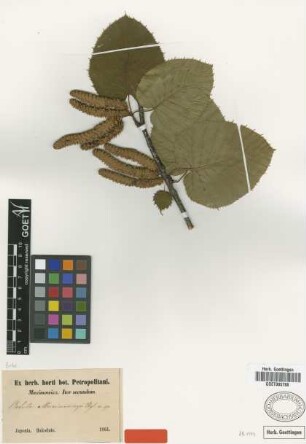 Betula maximowiczii Regel [type]