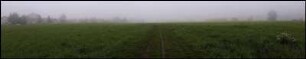 Wiese #03