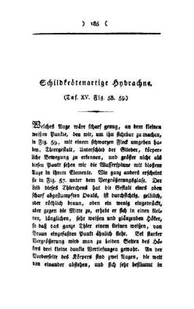 Schildkrötenartige Hybrachne : Taf. XV, Fig. 58, 59