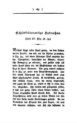 Schildkrötenartige Hybrachne : Taf. XV, Fig. 58, 59