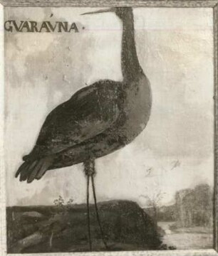 GVARAVNA Kranich oder Reiher (Rallus gigas oder Ardea scolopacea)