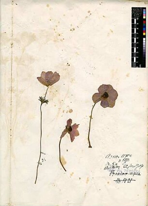 Ranunculaceae Anemone coronaria Post, George E., George E. Post, M.D. D.D.S., LL.D. Late Professor of Natuarl Sciences of the American Universtity of Beirut [El'adas]