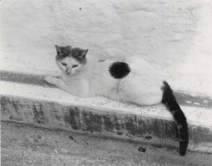 Katze am Straßenrand