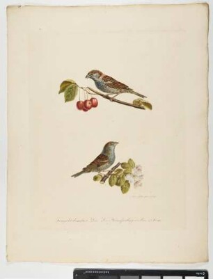 Fringilla domestica. Linn. Der Haussperling. 1. Mas. 2. Foem. - Haussperling. Passer domesticus; mas. fem. - Zeichner und Stecher: Ambrosius Gabler