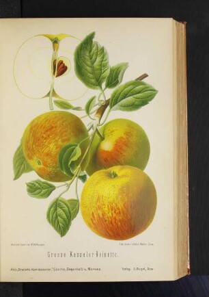 Grosse Kasseler Reinette