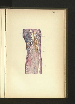 Tab. 29.