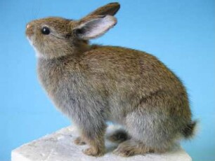 Wildkaninchen, Oryctolagus cuniculus, jugendlich