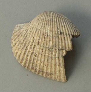 Muschelschale