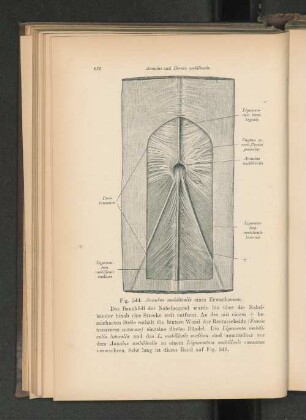 Fig. 544. Annulus umbilicalis eines Erwachsenen.