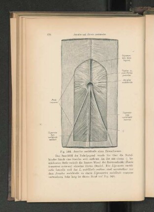Fig. 544. Annulus umbilicalis eines Erwachsenen.