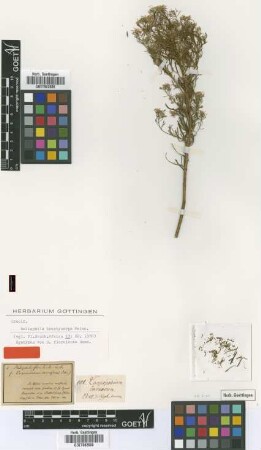 Carpopodium carnosum Eckl. & Zeyh. [type]