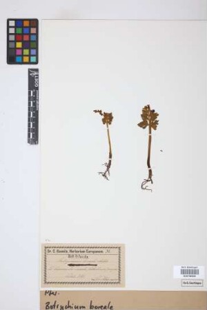Botrychium boreale