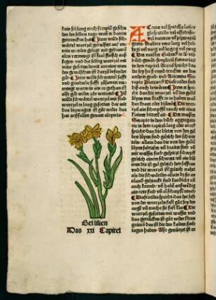 16v-17r, Bellilien (21. Kapitel)