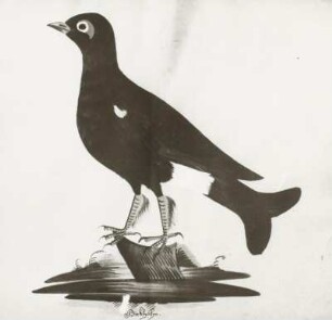 Birkhahn