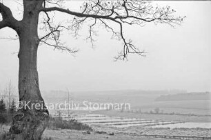 Struckteich: vorn links Baum: hinten Knicklandschaft mit Bäumen