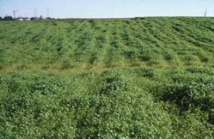 Fotografie: Pflanzenproduktionsverfahren, Erosion, Zwischenfrucht