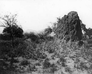 Pori in Trockenzeit. Termitenhügel. Kilwa. D.O.A.