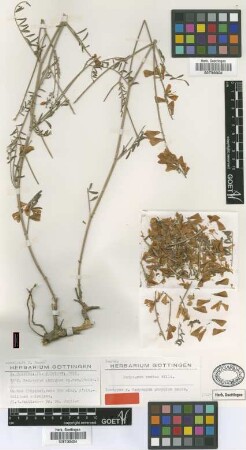 Hedysarum phrygium Boiss. [isotype]
