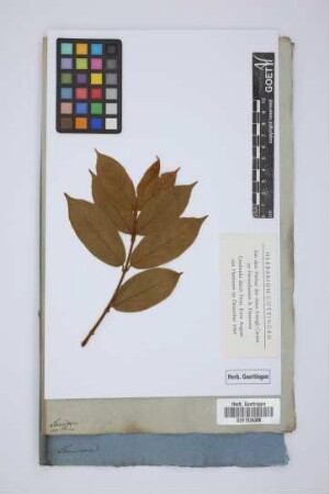 Lonicera