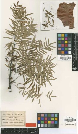 Bursera pringlei S.Watson [type]