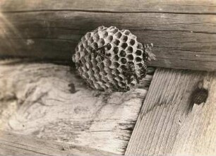 Feldwespen (Polystes gallicus L.) am Nest.