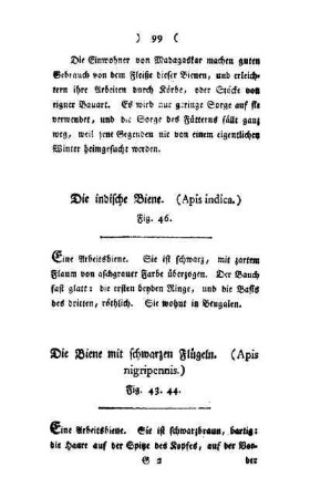 ¬Die¬ Biene mit schwarzen Flügeln : (Apis nigripennis) ; Fig. 43, 44