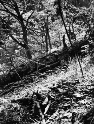 Wutachschlucht