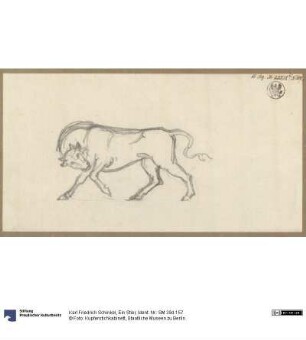 Ein Stier