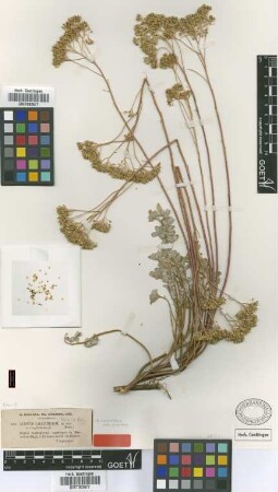 Alyssum constellatum Boiss. var. Boiss. confertum