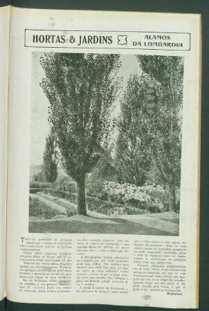 Hortas & Jardins : Álamos da Lombardia