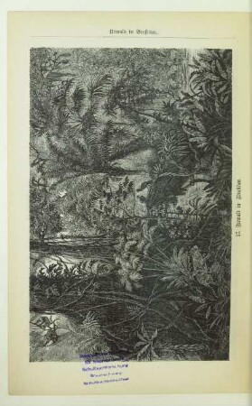 17. Urwald in Brasilien