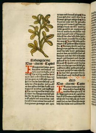 99v, Sybengezeyte (177. Kapitel)