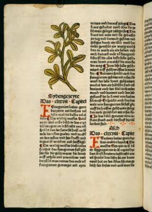 99v, Sybengezeyte (177. Kapitel)