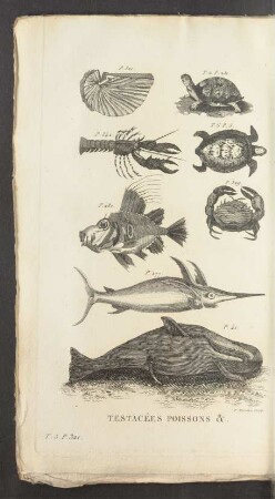 Tafel: Testacées poissons &.