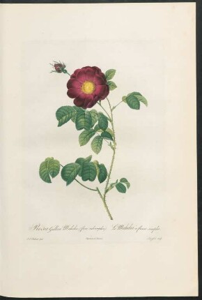 Rosa Gallica Maheka. (flore subsimplici). Le Maheka à fleurs simples. Langlois sculp.