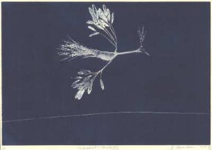 Windsbraut (Variante IV)