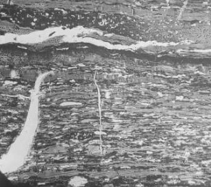 Streifenkohle mit Fusain (Jeffrey) : Geologie | Kohlengeologie | Das mikroskopische Bild der Kohle (Mikroskopische Kohlenpetrographie)