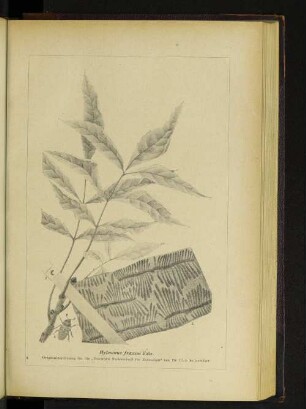 Hylesinus fraxini Farb.