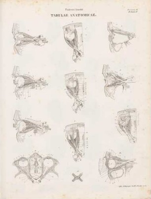 Tabula Quarta: Musculi bulbi oculi (Lineartafel)
