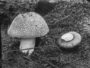 Perlpilz : Perlpilz (Amanita rubescens Persoon).