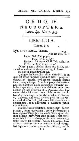 Ordo IV. Neuroptera