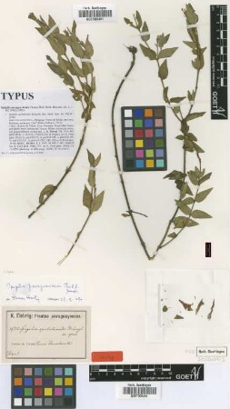 Spigelia epilobioides Kraenzl. [type]