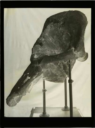Elephas antiquus