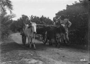 Indien. Agra. Ochsenkarren