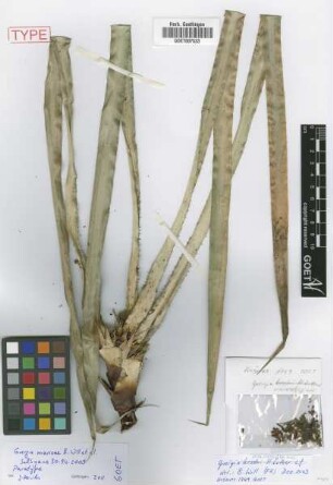 Greigia marioae B.Will, T.Krömer, M.Kessler, D.N.Karger & H.Luther [paratype]