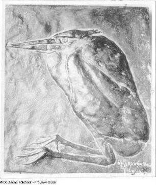 Junger Fischreiher (Plakette)