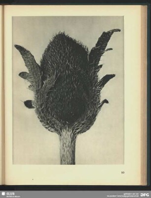 Papaver orientale